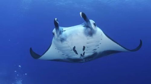 其中有一个外貌独特的海洋动物让小编印象深刻,它叫manta ray,中文