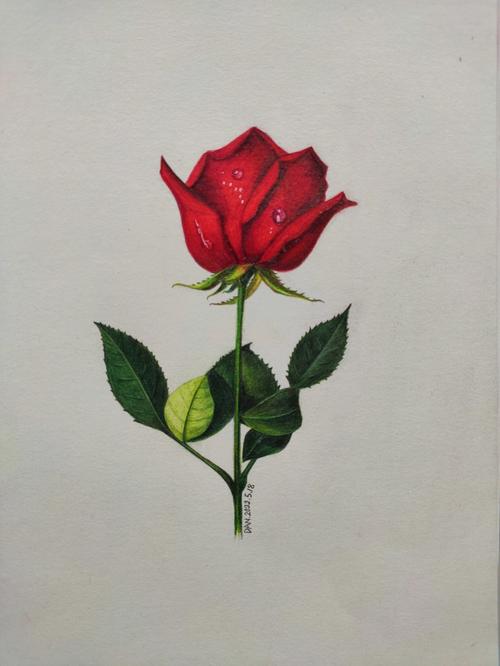 彩铅临摹  玫瑰  临摹#燕语幽兰辉柏嘉水溶性彩铅72色  厚素描纸色号
