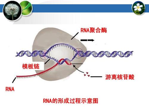 生物课件,遗传信息的表达——rna和蛋白质的合成复习 rna聚合酶 模板