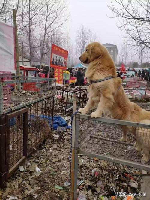 沛县狗市苏北最大的狗市今天出现了2只金毛一只就值15000元