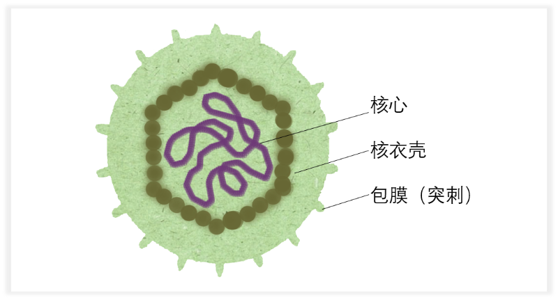 病毒结构简单,无细胞结构.