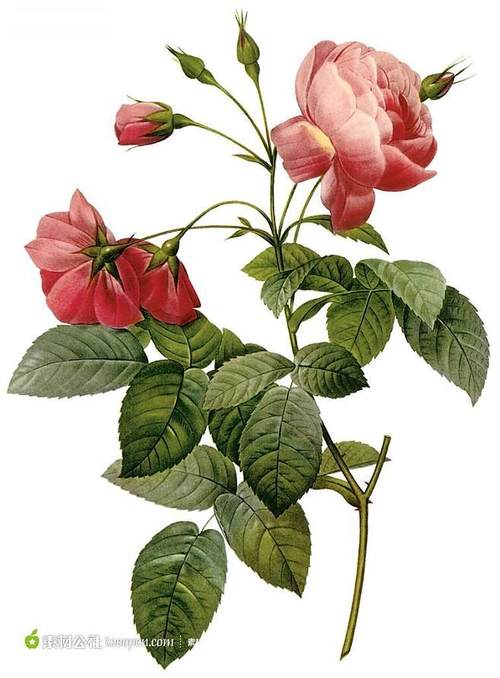 外国经典玫瑰花插图