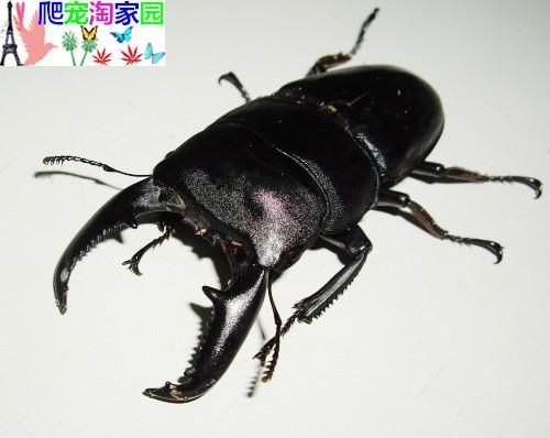 宠物甲虫 中国大扁锹野巴拉望巨扁 锹甲锹形虫 斗架成虫 大力甲虫