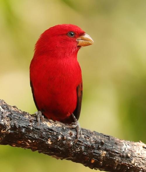 其它 美鸟 写美篇全身通红的羽毛,这种鸟类,在我国很少见.