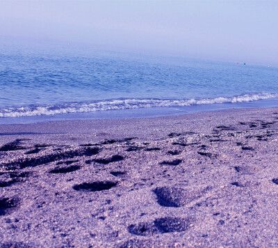 紫色沙滩