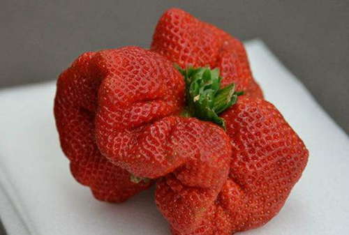 世界上最奇葩的草莓,图1最黑,图3最大,图4价值886万_新浪看点
