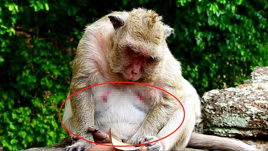 怀孕的母猴(独眼猴)肚子非常的大,不方便行走,坐在岩石上休息