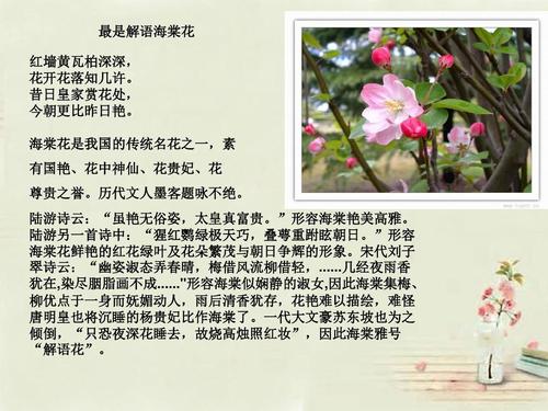 2015-2016学年九年级语文上册 3《西花厅的海棠花又开了》教学课件