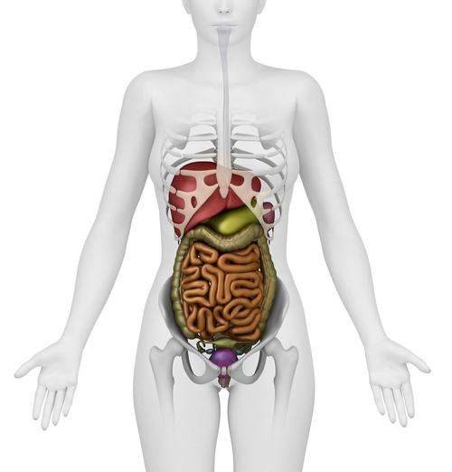 女性腹部器官-前视图