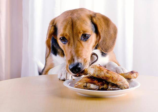 狗狗玻璃胃,乱吃东西立刻就呕吐拉肚子,大多数是主人错误喂食