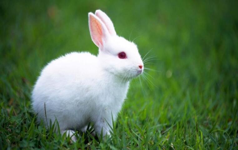 我最喜欢的小动物作文800字小白兔