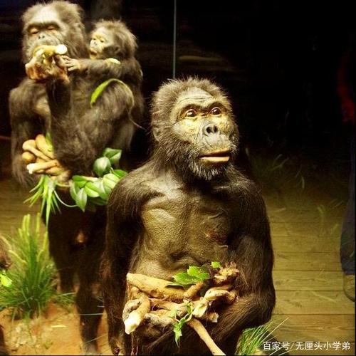 黑猩猩|化石|直立行走|灵长类动物_网易订阅