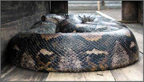 问:关于巨型蛇类的资料···世界上最长的蟒蛇有多长?