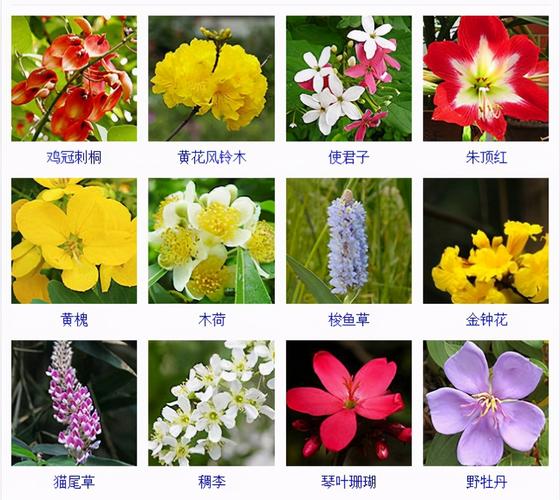 为传统观赏花卉,是中国十大名花之一2迎春 迎春花与梅花水仙和山茶花