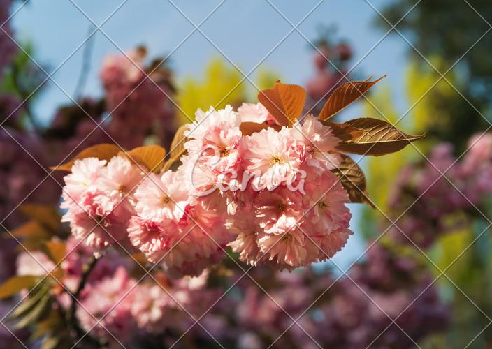 日本花瓣樱花背景植物樱桃粉色花春天树图片