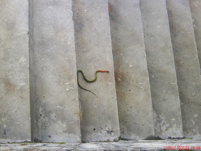 今天发现一条红颈绿身 的蛇 有谁认识啊