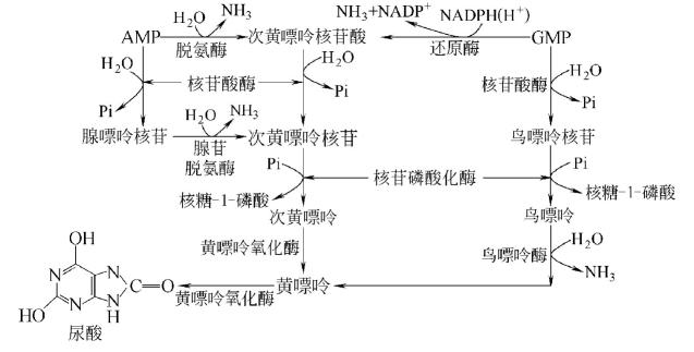 嘌呤核苷酸的分解代谢