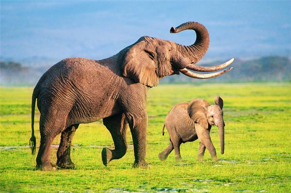 大象平均寿命有80--100 年 .