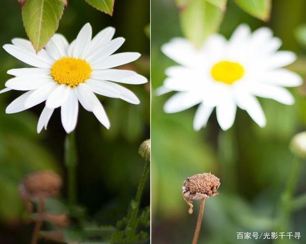 摄影师用浅景深拍摄花卉的经验教训,避免重蹈覆辙,拍出完美作品