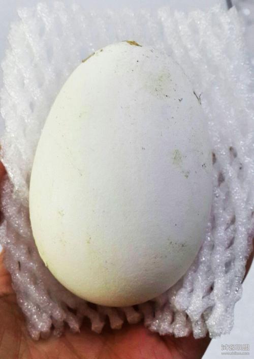 农家散养新鲜鹅蛋——处子鹅蛋原生态放养