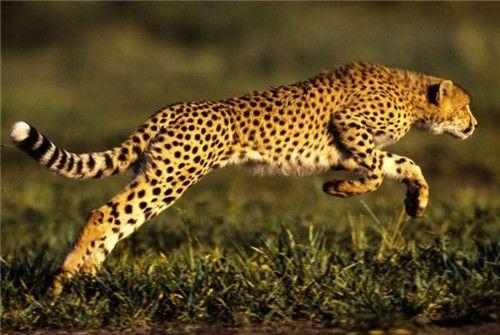 豹子的速度每秒多少米