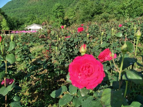 5-6摄) 写美篇 位于绵竹龙门山麓的万亩玫瑰谷号称《中国玫瑰谷》