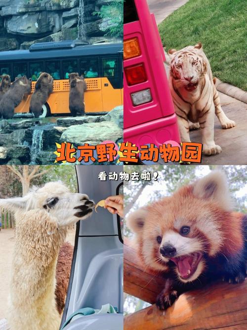 城市周末出逃 93北京大兴野生动物园