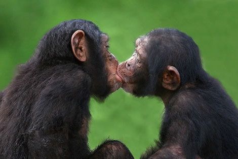 可爱的动物爱情图片,将融化你的心,想知道动物间是怎么接吻的吗?