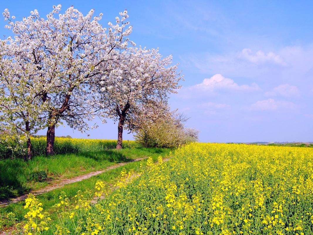 北京2020春天美景在黄色的花田,美丽的春天风景,阳光灿烂的日子,油菜