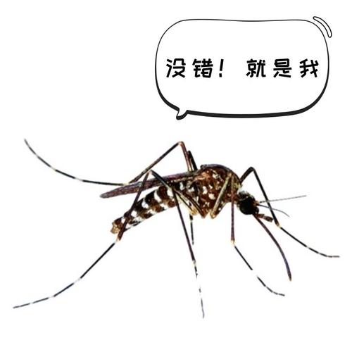 听说福田这3个地方的蚊子最毒!