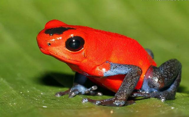 箭毒蛙:毒性最强的物种之一,短时间内能毒杀10名成年人,人类却视它为