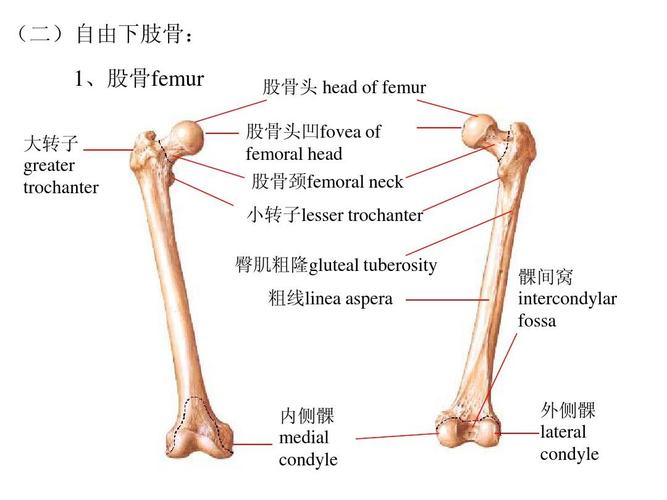下肢骨及连结 人体解剖学 系统解剖学ppt
