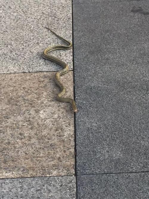 老哥们,路上碰到一条蛇
