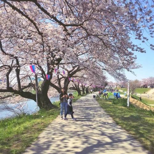 3~4 by yuki         在日本,樱花季时跟家人朋友在樱花树下一起赏花