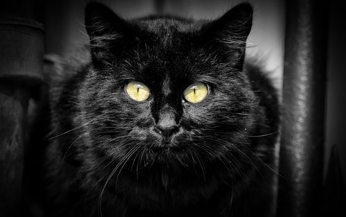 黑猫,黄眼睛,黑色的背景 iphone 壁纸