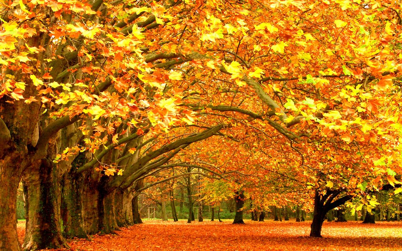唯美意境秋季风景桌面壁纸,风景壁纸,唯美,高清,枫叶,自然风光,秋季