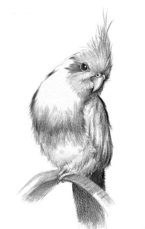 教你画出最可爱的铅笔素描动物!