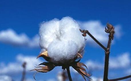 那么如果做梦梦见棉花好不好,梦见棉花的寓意是什么?