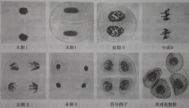每个小孢子母细胞进行二次连续的细胞分裂(第一次减数分裂和第洞挝