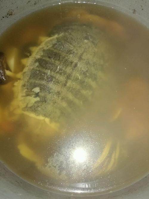 清炖甲鱼汤怎么做_清炖甲鱼汤的做法_豆果美食