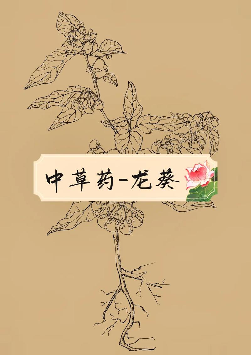 19100中草药手绘线稿龙葵画仙剑三角色名