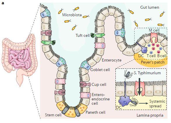 肠分泌细胞),还包括特定化的m细胞,覆盖在peyer集合淋巴小结(peyer's