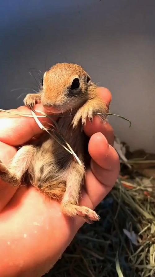 刚刚出生的小松鼠,看起来特别的胆小