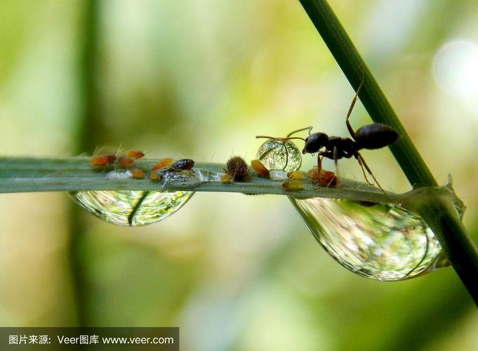 雨滴,蚂蚁,自然,水平画幅,无人