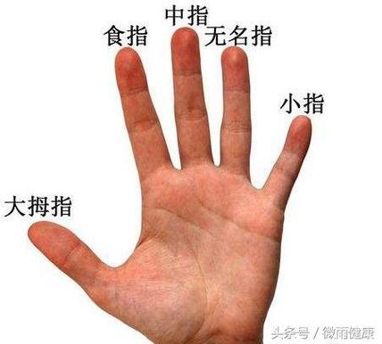 手指对应的五脏六腑图 5个手指头代表哪五脏-东哥百科