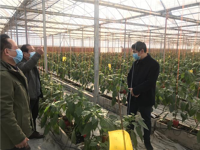 蔬菜公司总经理杨建国向梁洪波主任一行汇报示范园疫情防控和蔬菜产销