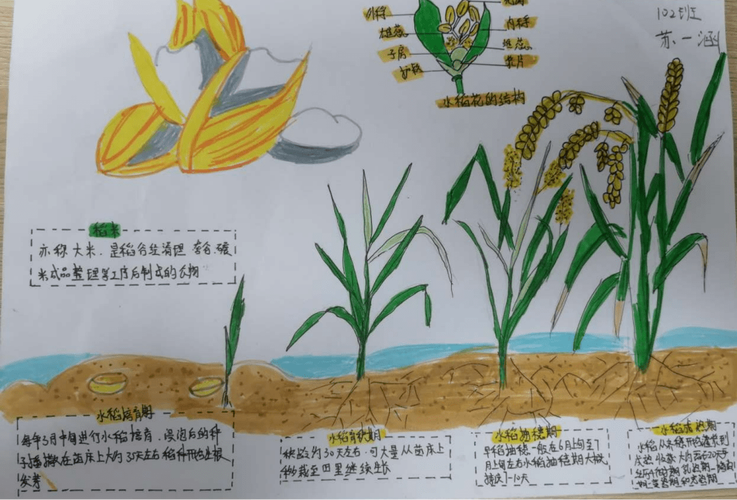 玉米 儿童画 自然笔记