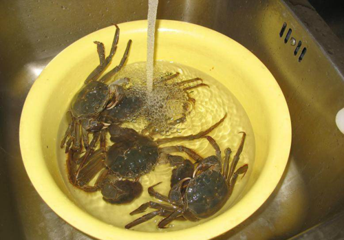 用水养螃蟹找一个塑料桶或大盆,将螃蟹放进水里,水不能太深,到螃蟹