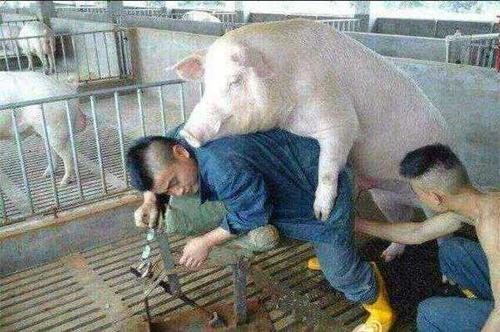 用于配种的种猪幸福吗?