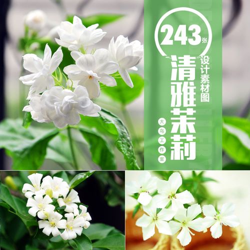 清雅茉莉花素材大图植物花草摄影图白色茉莉花瓣图片